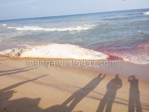 Another dead whale spotted; this time in Tannirbavi Beach 1